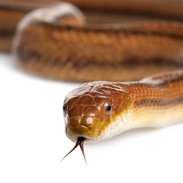 Крысиная змея - elaphe obsoleta (4 года) ) — стоковое фото