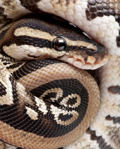 Close up em um jovem Python regius (10 meses de idade ) — Fotografia de Stock