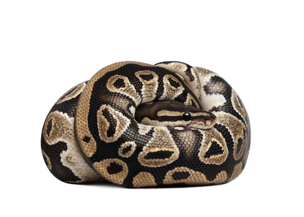 Junger Python regius, 10 Monate alt, zusammengerollt vor weißem Hintergrund, Studioaufnahme — Stockfoto