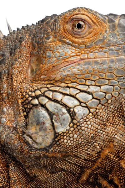 Κοντινό πλάνο σε μια Πράσινη ιγκουάνα - Iguana iguana (6 ετών) — Φωτογραφία Αρχείου