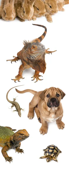 Grupo de mascotas de pie frente al fondo blanco, plano de estudio —  Fotos de Stock