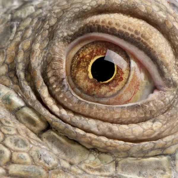 Close-up op een groene leguaan - Iguana iguana (6 jaar oud) — Stockfoto