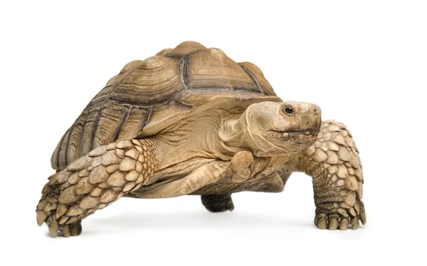 Африканская черепаха - Geochelone Sulcata — стоковое фото