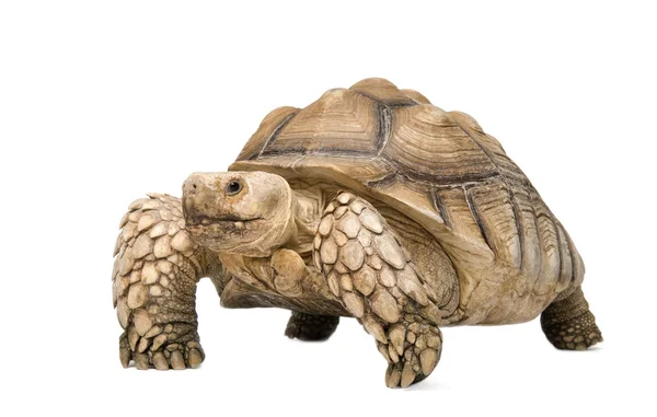 Африканская черепаха - Geochelone Sulcata — стоковое фото