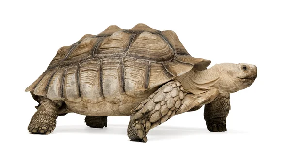African Spurred Tortoise - Geochelone sulcata — Stock Photo, Image