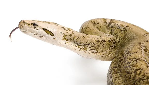 Burmesiska Python - Py... molurus bivittatus - granit fas (10 y — Stockfoto