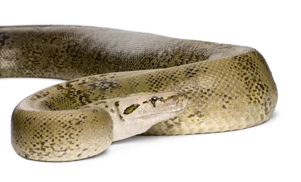 Бирманский питон, Python molurus bivittatus, гранитная фаза, 10 лет, студийный снимок — стоковое фото