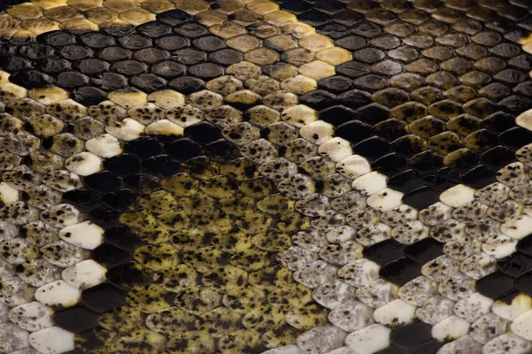 Close-up da pele de cobra de Python regius — Fotografia de Stock