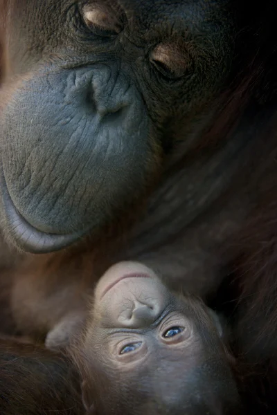Mãe Orangutan e seu bebê recém-nascido 1 mês - Pongo pygmaeus — Fotografia de Stock