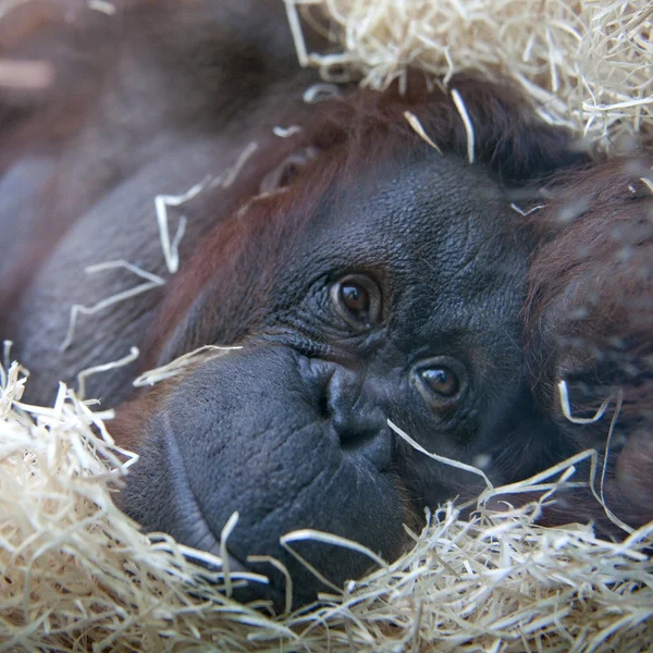 Orangutan - Pongo pygmaeus — Stock Photo, Image