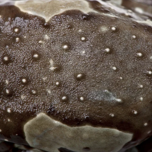 Close-up op een batrachian huid — Stockfoto