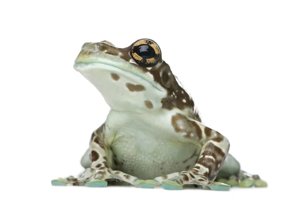 亚马逊牛奶青蛙-trachycephalus resinifictrix — 图库照片