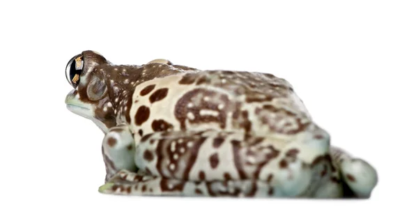 Amazon Milk Frog - Trachyhalus resinifictrix — стоковое фото