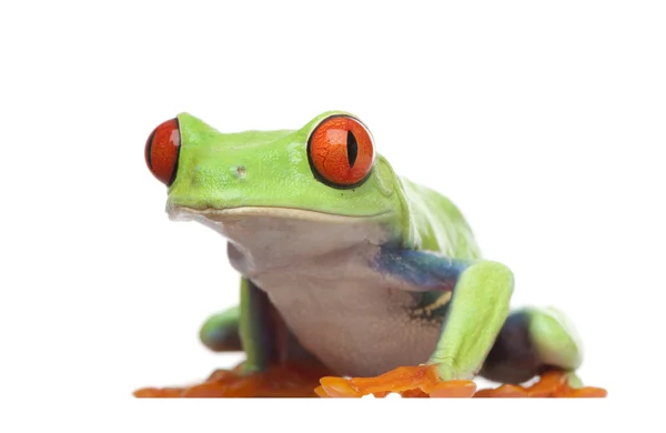 红眼树蛙-agalychnis callidryas — 图库照片