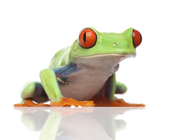 Red-eyed Tree Frog - Agalychnis callidryas — Stock Photo, Image