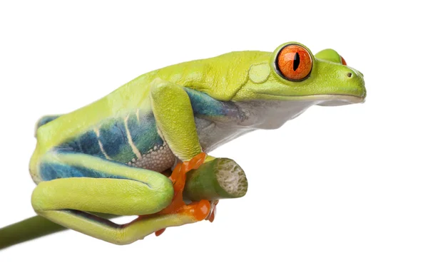 红眼树蛙-agalychnis callidryas — 图库照片