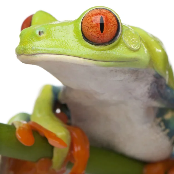 特写上红眼树蛙-agalychnis callidryas — 图库照片