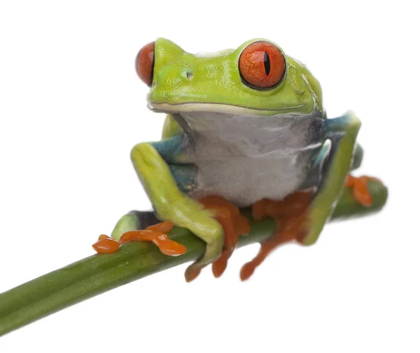 Red-eyed Tree Frog, Agalychnis callidryas, in front of white bac — Stock Photo, Image
