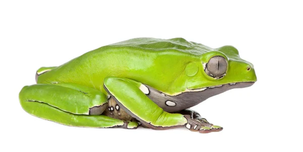 Jättelika blad frog - phyllomedusa bicolor — Stockfoto