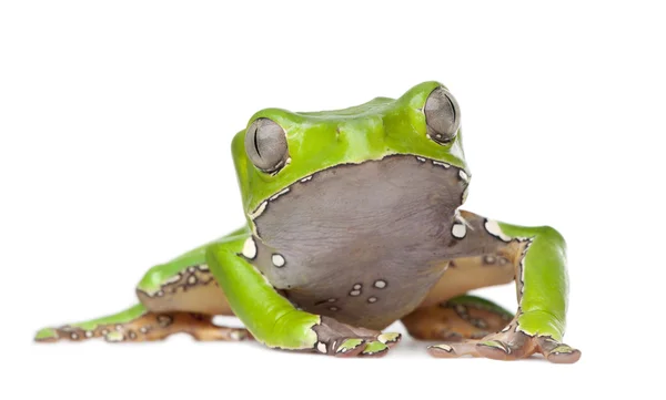 巨叶青蛙-phyllomedusa 双色 — 图库照片