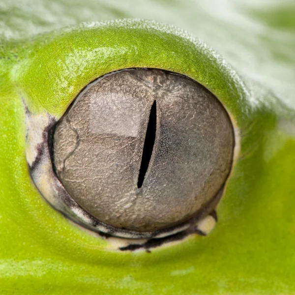 Primer plano del ojo de rana gigante, Phyllomedusa bicolor —  Fotos de Stock