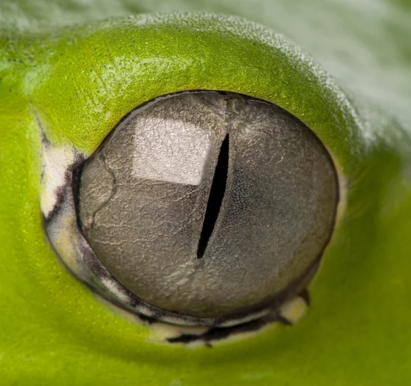 Close-up on a frog eye — Stock Photo, Image