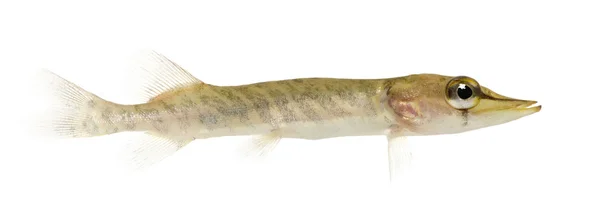 Young Northern pike - Esox lucius (1 years) — Stock Photo, Image
