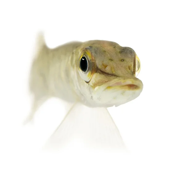年轻的北梭鱼-白斑狗鱼 (1 年) — 图库照片