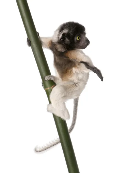 年轻的丹顶鹤狐猴-属锈病 (3 个月) — 图库照片