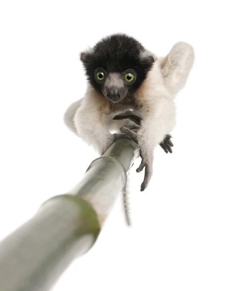 年轻的丹顶鹤狐猴-属锈病 (3 个月) — 图库照片