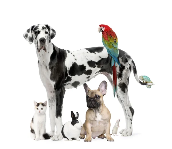 Evcil hayvanlar - köpek, kedi, kuş, sürüngen, tavşan grubu — Stok fotoğraf