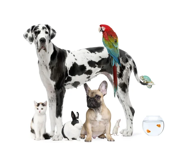 흰색 배경, 촬영 스튜디오 앞에 서 있는 애완 동물의 그룹 — 스톡 사진