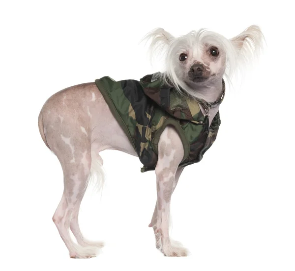 Chinese Crested Dog - Hairless (3 years old) — Stock Photo, Image