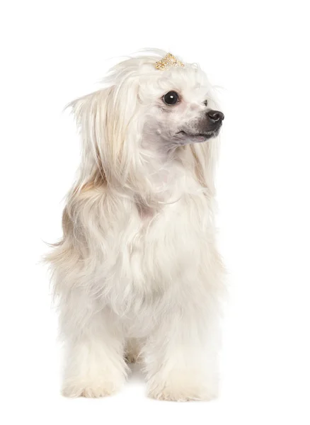 Chinese Crested Dog - Powderpuff ( 4 years old) — Stock Photo, Image