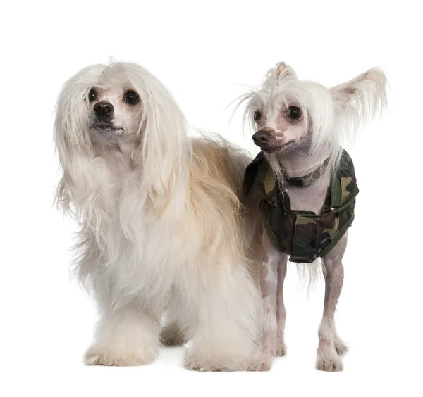 Paar eines chinesischen Haubenhundes haarlos und puderpuder — Stockfoto