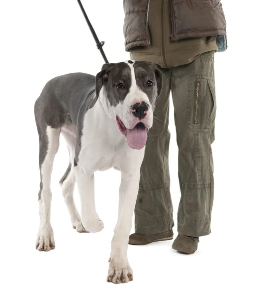 Danua köpek üstünde kira kontratı (6 aylık) — Stok fotoğraf