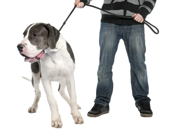 가죽 끈 (6 개월 이전에 덴마크 종의 큰 개 강아지) — 스톡 사진
