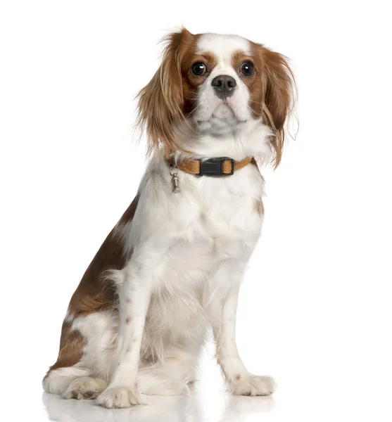 Cavalier King Charles Spaniel (1 year old) — Stock Photo, Image