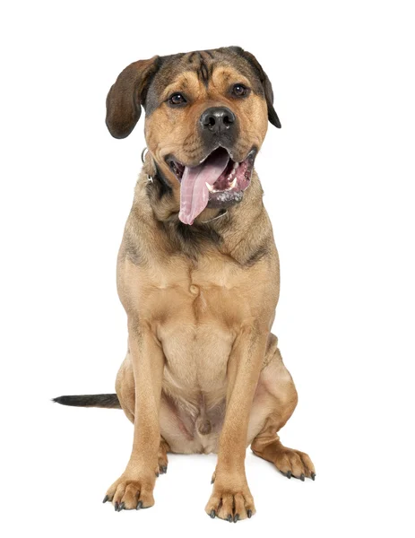 Gemengd-ras hond tussen een rottweiler en een amstaff (2 jaar oud) — Stockfoto