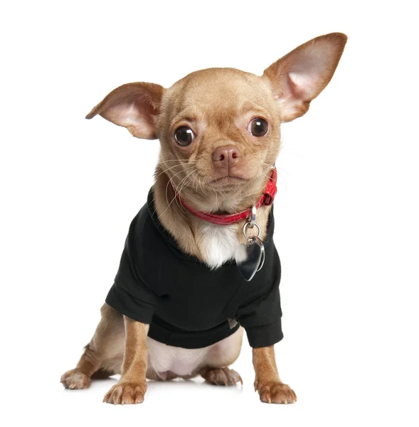 Szczeniak Chihuahua (8 miesiàcach) — Zdjęcie stockowe