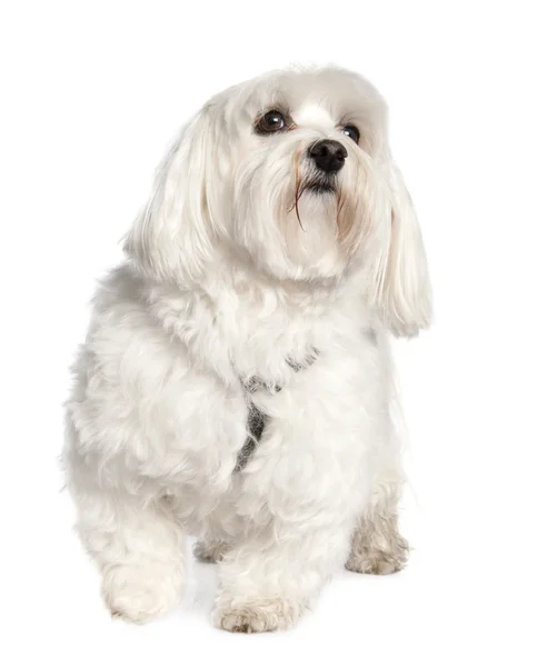 Maltese dog (3 years old) — Stock Photo, Image