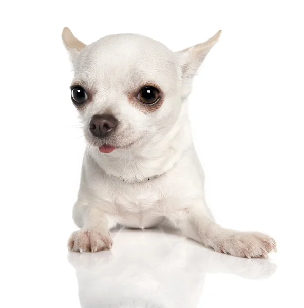 Chihuahua (18 měsíců věku) — Stock fotografie