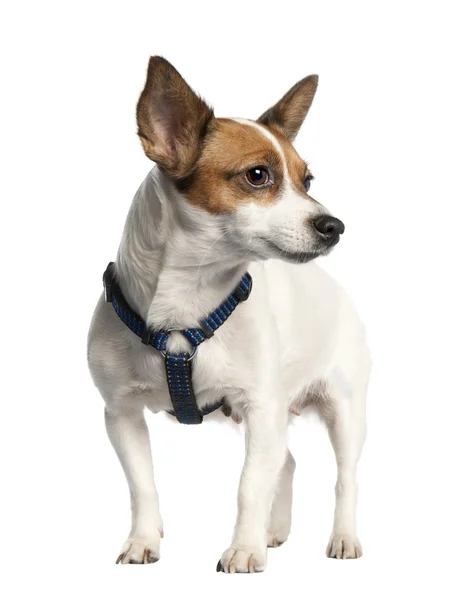 Jack russell (5 anni ) — Foto Stock