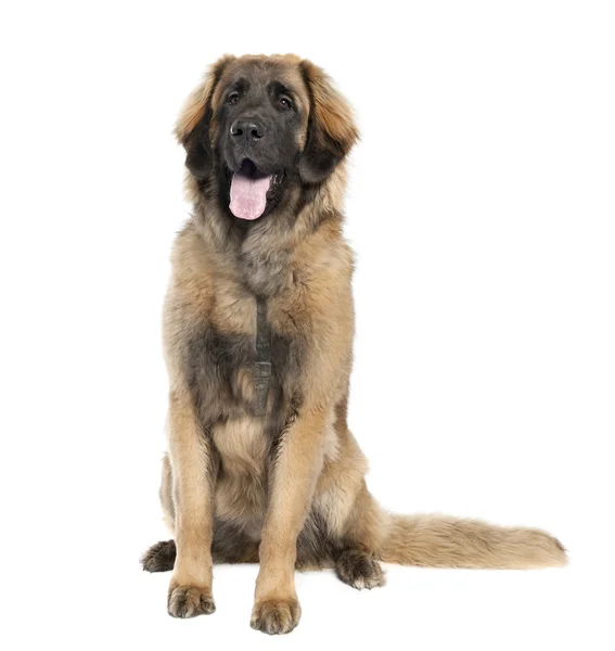 Leonberger (7 months old) — Stock Photo, Image