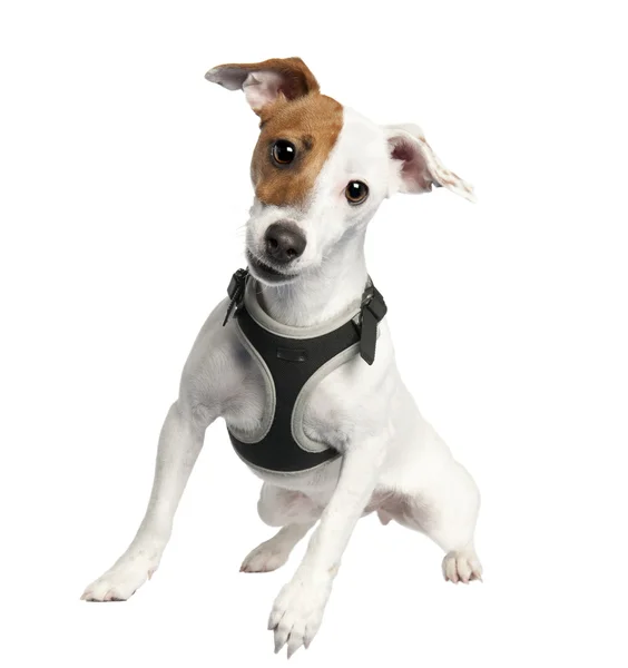 Jack russell (9 months old) — Stock Photo, Image