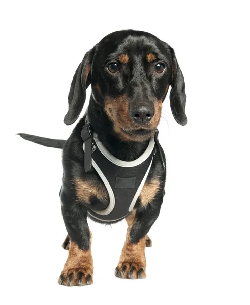 Dachshund (9 months old) — Stock Photo, Image