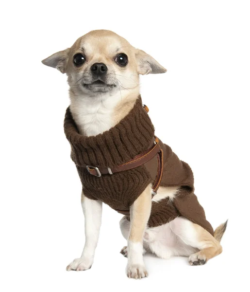Chihuahua (1 year old) — Stock Photo, Image