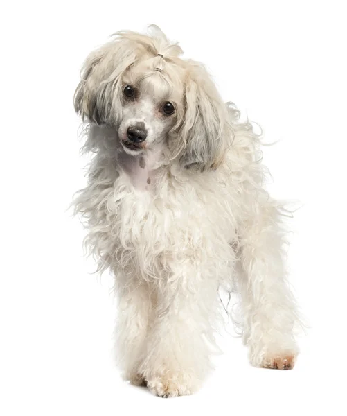 Chiński grzywacz pies - Powderpuff (1 rok stary) — Zdjęcie stockowe