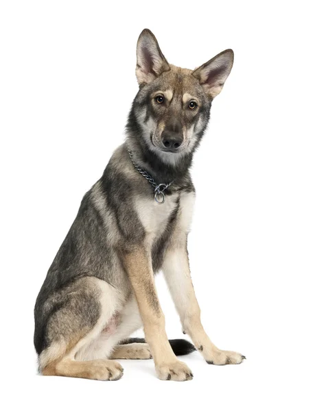 Saarloosův Wolf psa štěně (5 měsíců starý) — Stock fotografie