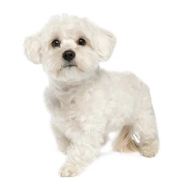 Maltese hond (1 jaar) — Stockfoto